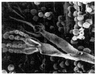 Рис. 9. Микрофотография Penicillium (× 3000)