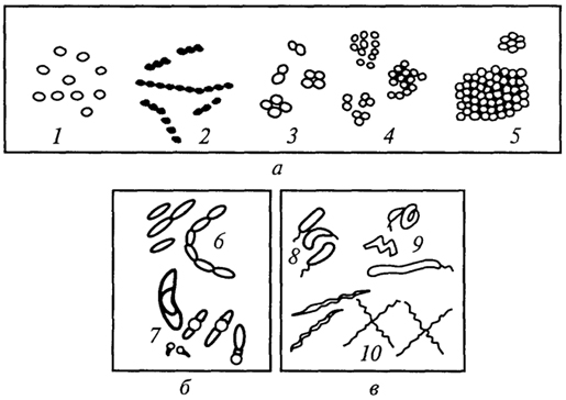 Рис. 1. Форма бактерий: а - шаровидные (1 - микрокки, 2 - стрептококки, 3 - диплококки и тетракокки, 4 - стафилококки, 5 - сарцины); б - палочковидные, в - извитые (8 - вирионы, 9 - спириллы, 10 - спирохеты)