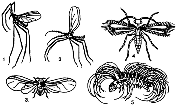 Рис. 5.14. Приспособления к переносу при помощи воздушных потоков у насекомых (из Н.М. Черновой, А.М. Быловой, 1988): 1 - комарик Cardiocrepis brevirostris (Blepharoceridae); 2 - галлица Porrycondyia sp. (Cecydomylidae); 3 - хермес Dreyfusia nordmannianae (Chermesidae); 4 - перепончатокрылое Anargus fuscus (Myrmaridae); 5 - личинка непарного шелкопряда Lymantria monacha