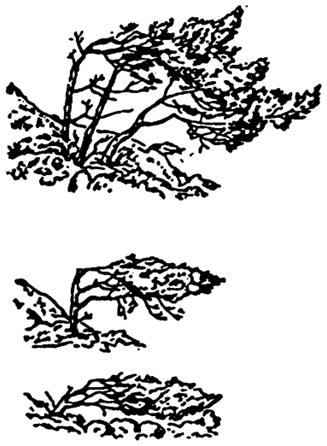 Рис. 5.16. Флагообразные формы крон деревьев (по Г.И. Поплавской, 1948)