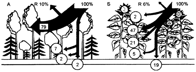 Рис. 5.19. Ослабление радиации: А - в редком сосновом лесу; Б - в посевах кукурузы Из поступающей фотосинтетически активной радиации 6-12% отражается (R) от поверхности насаждения