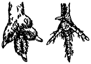 Рис. 5.26. Опорная поверхность конечностей белой куропатки зимой (А) и летом (Б)