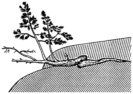 Рис. 5.45. Скальная форма роста сосны на гранитных скалах на побережье Ладожского озера (по А.А. Ниценко, 1951)