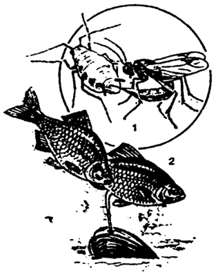 Рис. 5.49. Животное-паразитоид наездник, откладывающий яйца в тлю (1); "квартирантство". Самка горчака откладывает икру в мантийную полость двустворчатого моллюска беззубки (2)