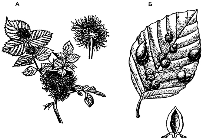 Рис. 5.51. Галлы на листьях (по Е. Страсбургу, 1962) А - шиповник (Rosa conina); Б - бук (Fagus sytuatica)