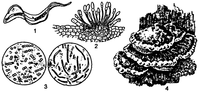 Рис. 6.4. Микропаразиты: 1 - трипаносома (сильно увеличено); 3 - бактерии-микропаразиты; 2 - мучнистая роса; 4 - гриб-трутовик