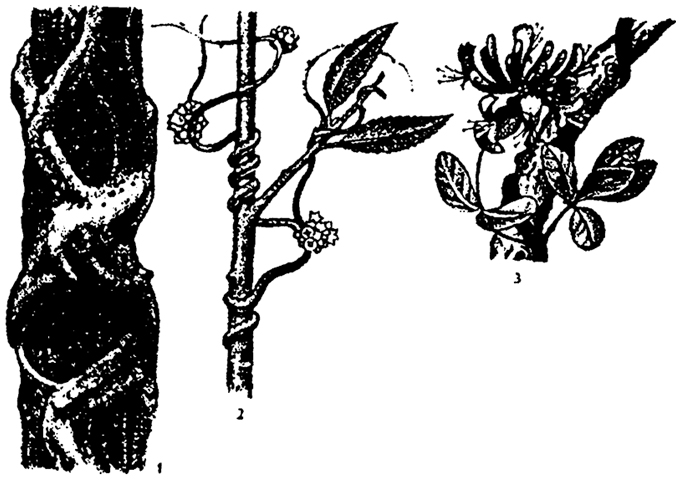 Рис. 6.8. Растения-лианы: 1 - фикус-душитель; 2 - повилика; 3 - жимолость вьющаяся (по Н.М. Черновой и др., 1995)