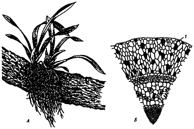 Рис. 6.9. Эпифитная орхидея с воздушными корнями: А - общий вид* Б - поперечный срез воздушного корня с наружным слоем всасывающей ткани (1) (по В.Л. Комарову, 1949)