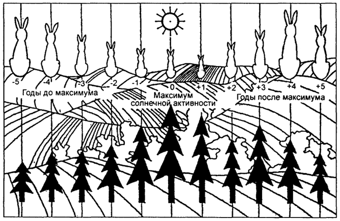 Рис. 7.7. Принципиальная схема прироста леса и размножения животных (зайца-беляка) в разные годы солнечного цикла (по Стетсену)