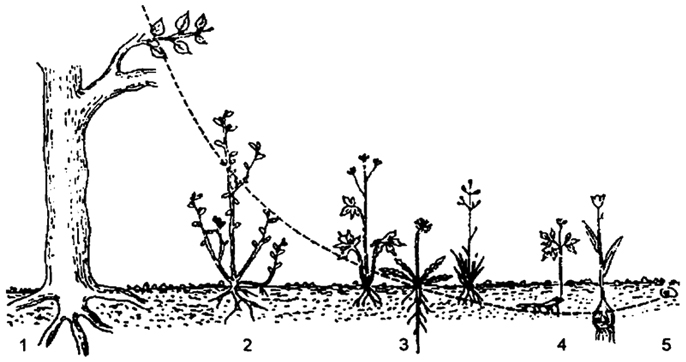 Рис. 8.2. Жизненные формы растений (по К. Раункиеру, 1934): 1 - фанерофиты (тополь); 2 - хамефиты (черника); 3 - гемикриптофиты (лютик, одуванчик, злаки); 4 - геофиты (ветреница, тюльпан); 5 - терофиты (семя фасоли) Зимующие почки выделены черным цветом