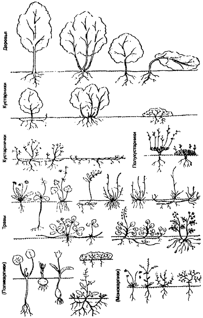 Рис. 8.4. Жизненные формы покрытосеменных растений (по И.Г. Серебрякову, 1964)