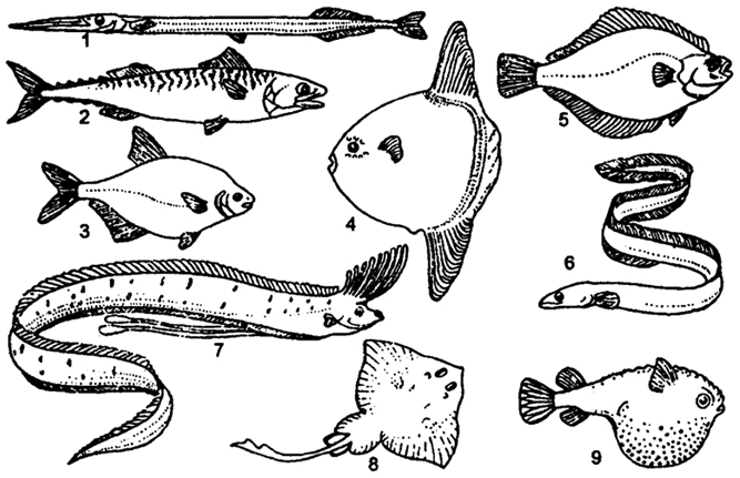 Рис. 8.7. Различные типы формы тела рыб (по Г.В. Никольскому, 1974) 1 - стреловидный (сарган); 2 - торпедовидный (скумбрия); 3 - сплющенный с боков (лещ); 4 - тип луны-рыбы; 5 - тип камбалы; 6 - змеевидный (угорь); 7 - лентовидный (сельдяной король); 8 - плоский (скат); 9 - шаровидный (кузовок)