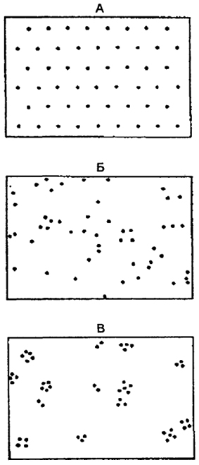 Рис. 9.2. Основные типы распределения особей в популяции: А - равномерное распределение; Б - случайное распределение; В - групповое распределение (по Ю. Одуму, 1986)