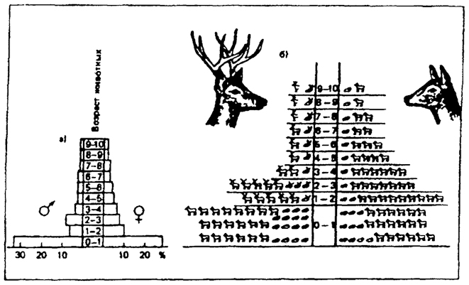 Рис. 9.6. Пирамида возрастов одного из американских оленей: а) - классическое изображение; б) - изображение с учетом погибших особей в каждой группе (на рисунке слева - самцы, справа - самки) (по Н.Ф. Реймерсу, 1990)