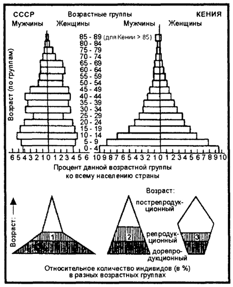 Рис. 9.7. Возрастные пирамиды населения бывшего СССР (1970 г.) и Кении (1969 г.) и типы возрастных пирамид: 1 – массовое размножение; 2 – стабильная популяция; 3 – сокращающаяся популяция (по Н.Ф. Реймерсу, 1990)