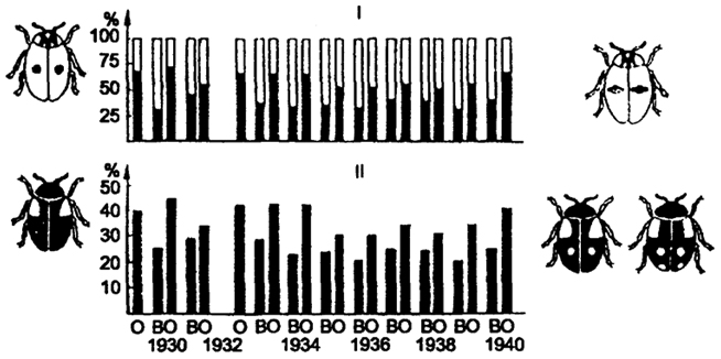 Рис. 9.9. Адаптивный полиморфизм в популяции тлевых (божьих) коровок Adalia bipunctata: I - процентное содержание черной и красной форм при весеннем (В) и осеннем (О) сборах; II - частота доминантного гена А (черная окраска) в популяциях весной и осенью каждого года (в%) (по Н.В. Тимофееву-Ресовскому и Ю.М. Свирежеву, 1965)