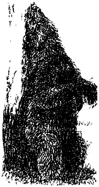 Рис. 10.12. Бурый медведь, маркирующий дерево (по Н. М. Черновой и др., 1995)