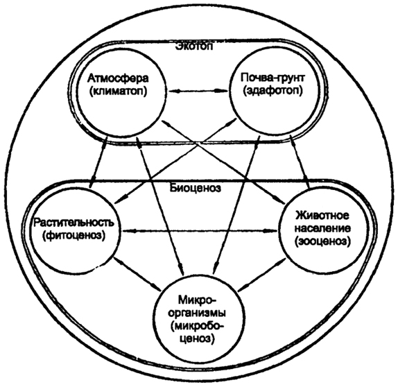 Рис. 11.1. Структура биоценоза и схема взаимодействия между его компонентами (по В.Н. Сукачеву, 1940)