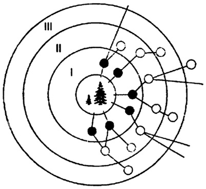 Рис. 11.3. Схема строения консорции: - центральный вид (детерминант консорции); I, II, III — концентры - консорты, среди них: I — фитофаги, эпифиты, симбионты; II, III — зоофаги (по В.В. Мазику, 1966)