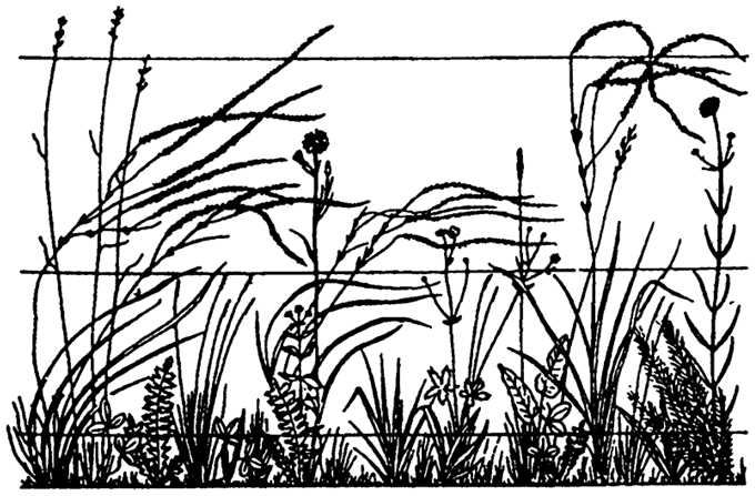 Рис. 11.5. Ярусность растительности луговой степи (по В.В. Алехину, А.А. Уранову, 1933)