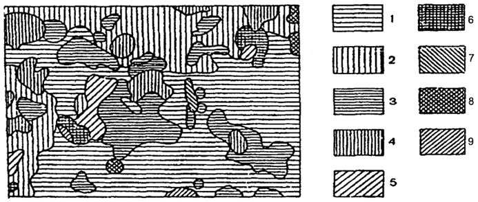 Рис. 11.7. Мозаичное строение липо-елового леса: Участки: 1 - елово-волосисто-осоковый; 2 - елово-мшистый; 3 - густые группы елового подроста; 4 - елово-липовый; 5 - подрост ели под осиной; 6 - осиново-снытевый; 7 - крупнопапоротниковый в окне; 8 - елово-щитовниковый; 9 - хвощевый в окне (по Н.В. Дылису, 1971)