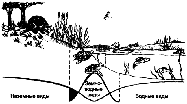 Рис. 11.18. Переходная (пограничная) зона между наземными и водными биоценозами (по Б. Небелу, 1993)