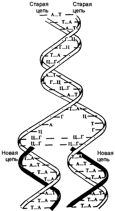 #Рис. 2.4. Схема редупликации ДНК (по Дж. Севейдж, 1969) Примечание. Процесс связан с разделением пар оснований (аденин - ти-мин и гуанин - цитозин: А - Т, Г - Ц) и раскручиванием двух цепей исходной спирали. Каждая цепь используется как матрица для синтеза новой цепи