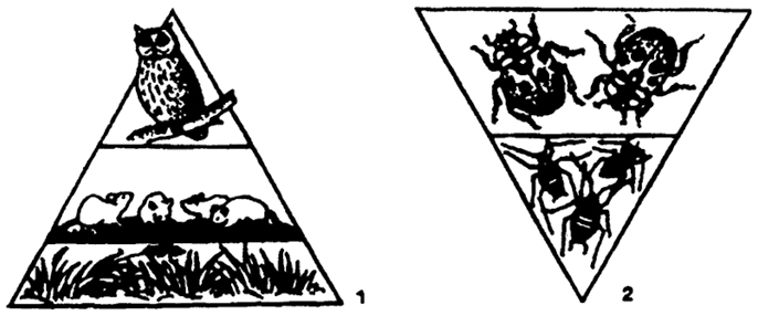 Рис. 12.25. Пирамиды численности: 1 - прямая; 2 - перевернутая (по Е.А. Криксунову и др., 1995)