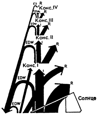 Рис. 12.30. Пирамида энергии (из Ф. Ра ля а да, 1981): Е - энергия, выделяемая с метаболитами; D - естественные смерти; W - фекалии; R – дыхание