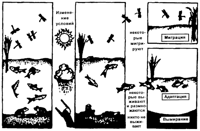 Рис. 12.39. Эволюционная сукцессия (по Б. Небелу, 1993)
