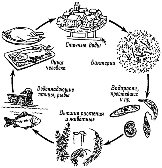 Рис. 15.5. Антропогенное воздействие на круговорот органического вещества в водоеме (по Л. Бауэру, X. Вайничке, 1971)