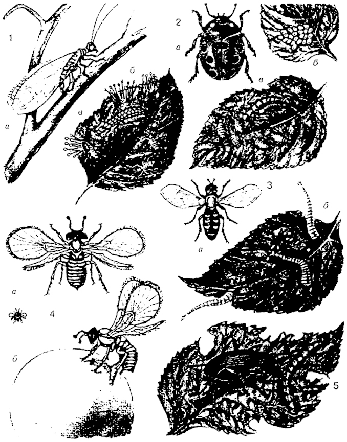 Рис. 18.15. Полезные насекомые-энтомофаги (по В.Н. Корчагину, 1987): 1 - златоглазка: а - взрослое насекомое, б - яйца, в - личинка, уничтожающая тлей. 2 - семиточечная божья коровка: а - взрослое насекомое, б - кладка яиц, в - личинка, уничтожающая тлей. 3 - муха-журчалка: а - взрослое насекомое, б - личинки, уничтожающие тлей. 4 - трихограмма: а - взрослое насекомое, б - самка, откладывающая яйцо в яйцо бабочки. 5 - жужелица, поедающая гусеницу