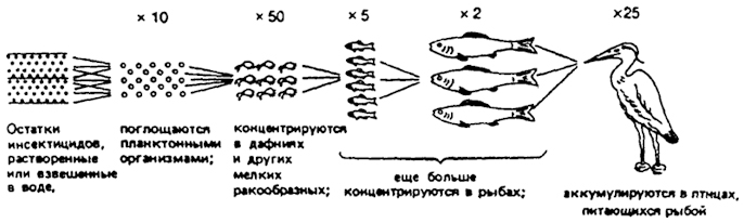 Рис. 18.23. Накопление инсектицидов в пищевых цепях (по Eichler, 1969)