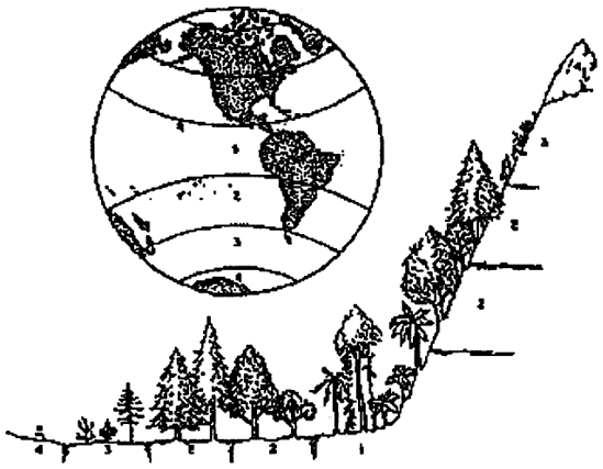 Рис. 4.24. Схема, показывающая соответствие между последовательными вертикальными и горизонтальными растительными зонами: 1 - тропическая, зона (зона тропических лесов); 2 - умеренная зона (зона лиственных и хвойных лесов); 3 - альпийская зона (зона травянистой растительности, мхов и лишайников); 4 - полярная зона (зона снегов и льдов)